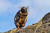 Nördlicher Felsenpinguin (Eudyptes moseleyi),bedeckt mit ausgelaufenem Öl aus dem Wrack der MS Oliva,Nightingale-Insel,Tristan da Cunha-Gruppe,Südatlantik