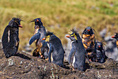 Nördliche Felsenpinguine (Eudyptes moseleyi),bedeckt mit ausgelaufenem Öl aus dem Wrack der MS Oliva,Nightingale Insel,Tristan da Cunha Gruppe,Südatlantik