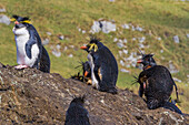 Nördliche Felsenpinguine (Eudyptes moseleyi),bedeckt mit ausgelaufenem Öl aus dem Wrack der MS Oliva,Nightingale Insel,Tristan da Cunha Gruppe,Südatlantik