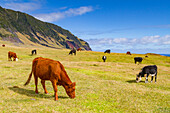 View of the potato patch on Tristan da Cunha, the most remote inhabited location on Earth, Tristan da Cunha, South Atlantic Ocean