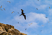 Blick in der Morgendämmerung auf Boatswain Bird Island vor der Insel Ascension im südlichen tropischen Atlantik,Südatlantik