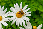 Macro view of insect on a daisy flower from the trail of Diana's Peak National Park on Saint Helena, South Atlantic Ocean