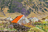 View of the potato patch on Tristan da Cunha, the most remote inhabited location on Earth, Tristan da Cunha, South Atlantic Ocean