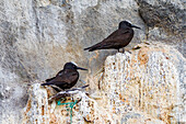 Brutplatz der adulten Schwarznudel (Anous minutus) auf der Boatswain Bird Insel vor der Ascension Insel,Südatlantik