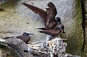 Adulte Schwarznoddi (Anous minutus),Brutstätte auf Boatswain Bird Island vor der Insel Ascension,Südatlantik