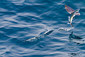 Flying fish from the family Exocoetidae take flight as the ship flushes them just off Ascension Island in the southern tropical Atlantic Ocean, South Atlantic Ocean