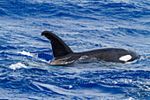 Eine kleine Gruppe von Schwertwalen (Orcinus orca) vor der Insel Ascension im tropischen Atlantik,Südatlantik