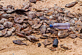 View of massive die-off of black triggerfish on the beach on Ascension Island in the southern tropical Atlantic Ocean, South Atlantic Ocean