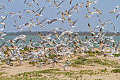 Caspian Terns (Hydroprogne caspia) at breeding colony on Ile des Oiseaux in the Parc National du Delta du Saloum, UNESCO World Heritage Site, Senegal, West Africa, Africa