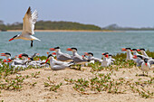 Raubseeschwalbe (Hydroprogne caspia) in der Brutkolonie auf der Ile des Oiseaux im Parc National du Delta du Saloum,UNESCO-Welterbe,Senegal,Westafrika,Afrika