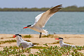 Caspian Terns (Hydroprogne caspia) at breeding colony on Ile des Oiseaux in the Parc National du Delta du Saloum, UNESCO World Heritage Site, Senegal, West Africa, Africa