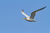 Adult Royal Tern (Thalasseus maximus albididorsalis) in flight at breeding colony on Ile des Oiseaux, Parc National du Delta du Saloum, UNESCO World Heritage Site, Senegal, West Africa, Africa