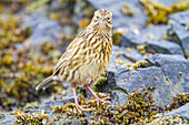 Ausgewachsener Südgeorgienpieper (Anthus antarcticus) bei Ebbe auf der Prion-Insel,Bay of Isles,Südgeorgien,Polargebiete