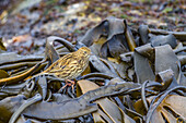 Ausgewachsener Südgeorgienpieper (Anthus antarcticus) bei Ebbe auf der Prion-Insel,Bay of Isles,Südgeorgien,Polargebiete