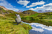 Antarctic fur seal pup (Arctocephalus gazella) near the abandoned whaling station at Stromness Bay on South Georgia, Polar Regions