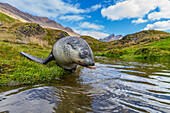 Antarctic fur seal pup (Arctocephalus gazella) near the abandoned whaling station at Stromness Bay on South Georgia, Polar Regions