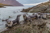 Antarctic fur seal pups (Arctocephalus gazella) playing in Fortuna Bay on South Georgia, Southern Ocean, Polar Regions