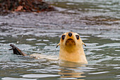 Leucistic caused by lack of melanin, or blond Antarctic fur seal pup (Arctocephalus gazella) on South Georgia, Polar Regions