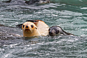 Leucistic caused by lack of melanin, or blond Antarctic fur seal pup (Arctocephalus gazella) on South Georgia, Polar Regions