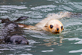 Leucistic caused by lack of melanin, or blond Antarctic fur seal pup (Arctocephalus gazella) on South Georgia, Polar Regions