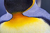 King penguin (Aptenodytes patagonicus) detail at breeding and nesting colony at St. Andrews Bay on South Georgia, Southern Ocean, Polar Regions