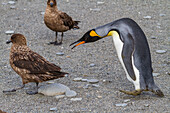 King penguin (Aptenodytes patagonicus) with skua at breeding and nesting colony at St. Andrews Bay on South Georgia, Southern Ocean, Polar Regions