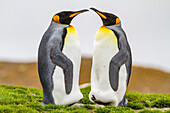 King penguin (Aptenodytes patagonicus) breeding and nesting colony at St. Andrews Bay on South Georgia, Southern Ocean, Polar Regions