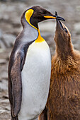 King penguin (Aptenodytes patagonicus) adult feeding chick at breeding and nesting colony at St. Andrews Bay on South Georgia, Southern Ocean, Polar Regions