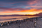 Sunrise on king penguin (Aptenodytes patagonicus) breeding and nesting colony at Salisbury Plain in the Bay of Isles, South Georgia, Southern Ocean, Polar Regions