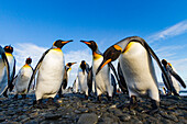 King penguin (Aptenodytes patagonicus) breeding and nesting colony at Salisbury Plain in the Bay of Isles, South Georgia, Southern Ocean, Polar Regions