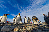 Königspinguin (Aptenodytes patagonicus) bei der Brut- und Nistkolonie in der Salisbury-Ebene in der Bay of Isles,Südgeorgien,Südlicher Ozean,Polargebiete