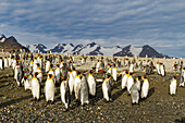 King penguins (Aptenodytes patagonicus) on the beach at breeding and nesting colony at Salisbury Plain in the Bay of Isles, South Georgia, Southern Ocean, Polar Regions