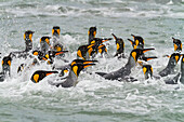 Königspinguine (Aptenodytes patagonicus) schwimmen in der Nähe des Strandes der Brut- und Nistkolonie in der Salisbury-Ebene in der Bay of Isles,Südgeorgien,Südlicher Ozean,Polarregionen