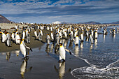 Königspinguine (Aptenodytes patagonicus) am Strand der Brut- und Nistkolonie in der Salisbury-Ebene in der Bay of Isles,Südgeorgien,Südlicher Ozean,Polargebiete