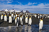 King penguins (Aptenodytes patagonicus) on the beach at breeding and nesting colony at Salisbury Plain in the Bay of Isles, South Georgia, Southern Ocean, Polar Regions