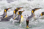 Königspinguine (Aptenodytes patagonicus) schwimmen in Strandnähe bei der Brut- und Nistkolonie in der Salisbury-Ebene in der Bay of Isles,Südgeorgien,Südlicher Ozean,Polargebiete