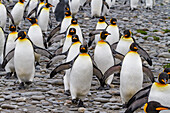 Königspinguine (Aptenodytes patagonicus) in der Brut- und Nistkolonie auf Salisbury Plain in der Bay of Isles,Südgeorgien,Polargebiete