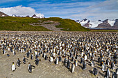 Königspinguine (Aptenodytes patagonicus) in der Brut- und Nistkolonie auf der Salisbury-Ebene in der Inselbucht,Südgeorgien,Polargebiete