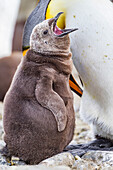 King penguin (Aptenodytes patagonicus) adult and chick at breeding and nesting colony at Salisbury Plain, South Georgia, Polar Regions