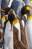 Königspinguin (Aptenodytes patagonicus),adult und Küken in der Brut- und Nistkolonie in der Salisbury-Ebene,Südgeorgien,Polargebiete