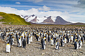 Königspinguine (Aptenodytes patagonicus) in der Brut- und Nistkolonie auf der Salisbury-Ebene in der Inselbucht,Südgeorgien,Polargebiete