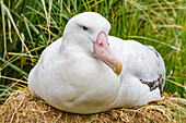 Ausgewachsener Wanderalbatros (Diomedea exulans) am Nistplatz auf Prion Island in der Bay of Isles,Südgeorgien,Polargebiete