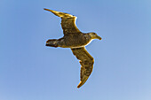 Southern giant petrel (Macronectes giganteus) in flight against the sun near South Georgia, Southern Ocean, Polar Regions