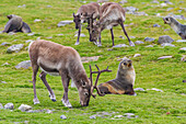 A small group of introduced reindeer (Rangifer tarandus) before eradication in Stromness Bay, South Georgia, Polar Regions