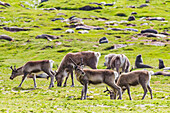 A small group of introduced reindeer (Rangifer tarandus) before eradication in Stromness Bay, South Georgia, Polar Regions