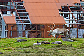 An adult bull introduced reindeer (Rangifer tarandus) before eradication in Stromness Bay, South Georgia, Polar Regions