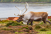 An adult bull introduced reindeer (Rangifer tarandus) before eradication in Stromness Bay, South Georgia, Polar Regions