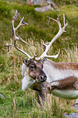 An adult bull introduced reindeer (Rangifer tarandus) before eradication in Stromness Bay, South Georgia, Polar Regions