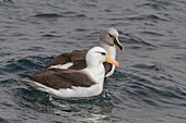 Erwachsener Schwarzbrauenalbatros (Thalassarche melanophrys) in Elsehul auf Südgeorgien,Südlicher Ozean,Polargebiete