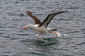 Erwachsener Schwarzbrauenalbatros (Thalassarche melanophrys) in Elsehul auf Südgeorgien,Südlicher Ozean,Polargebiete